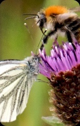 bee meet moth meet thistle