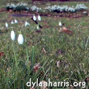 image: snowdrops