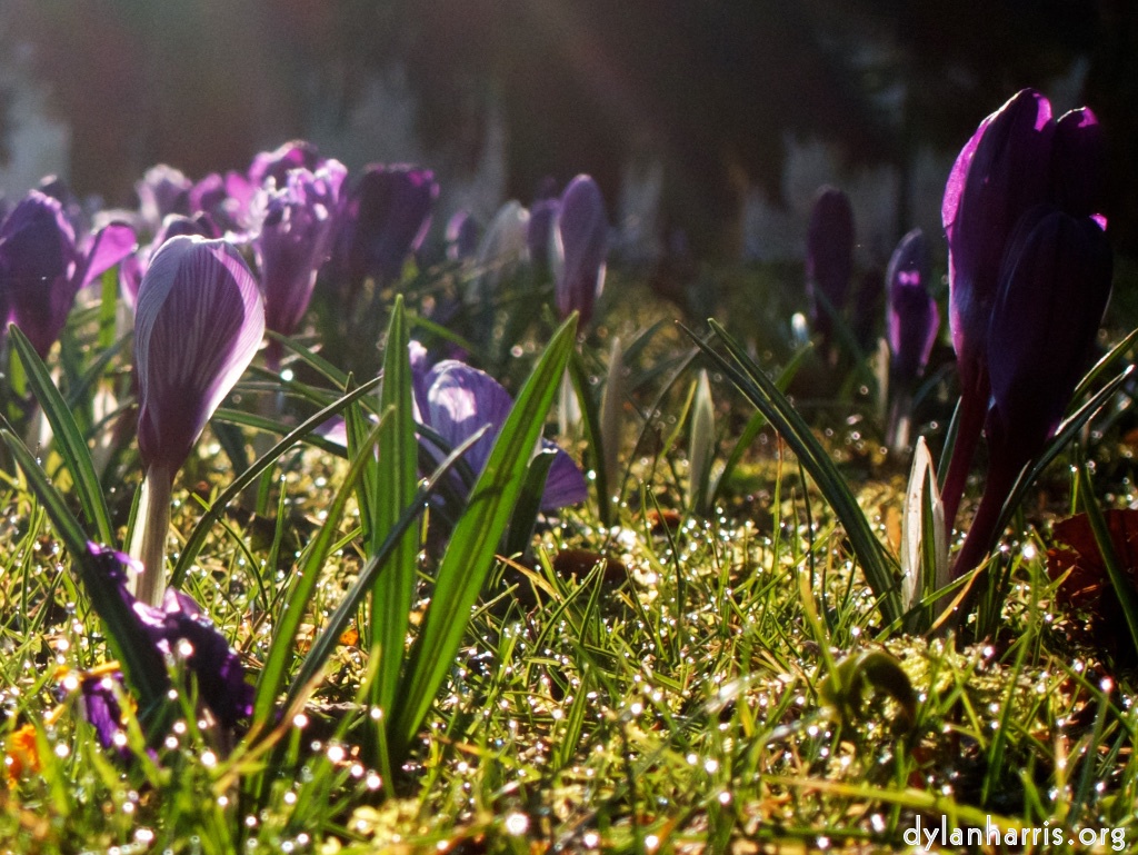 image: spring flower