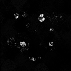 Image: image from region draw - vector