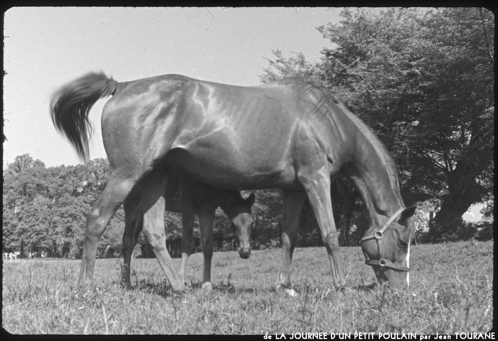 image: mare and foal