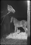 from LA JOURNEE D’UN PETIT POULAIN by Jean TOURANE image: mare and foal