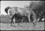 image: foal and mare, by Jean TOURANE