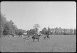 image: Image from the photoset ‘la journée d’un petit poulain’.
