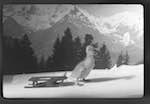 image: Image from the photoset ‘saturnin aux sports d’hiver’.