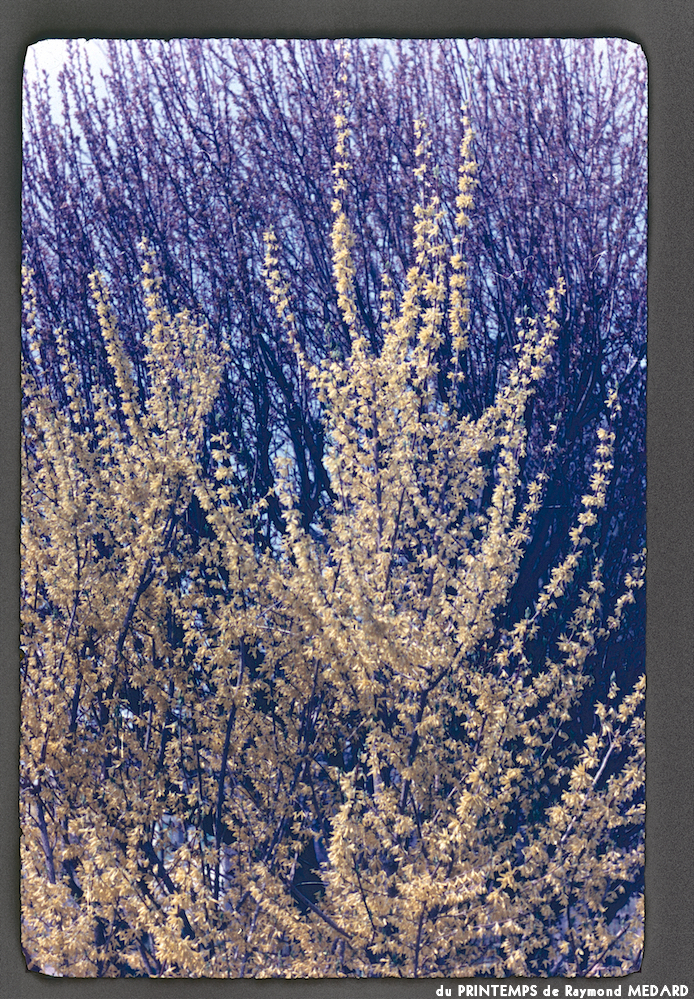 image: This is ‘le printemps 6’.