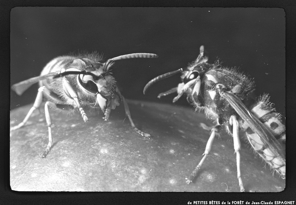 image: This is ‘PETITES BÊTES de la FORÊT 16’.