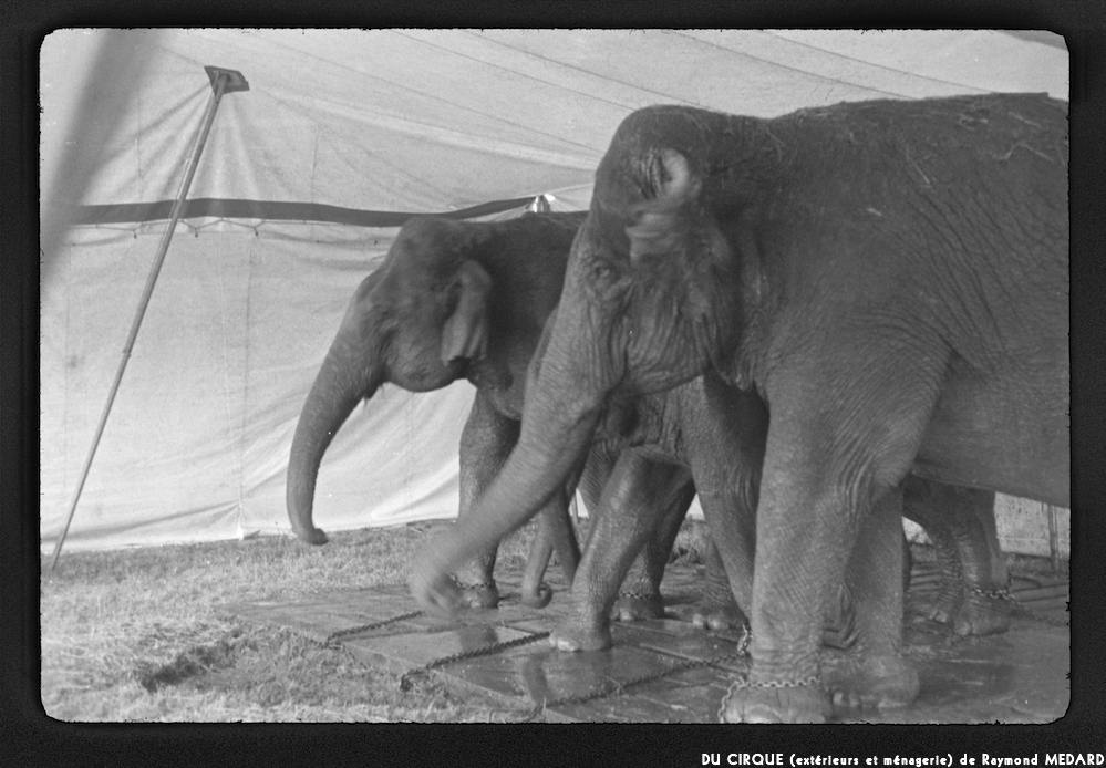 image: This is ‘le cirque (extérieurs et ménagerie) 7’.