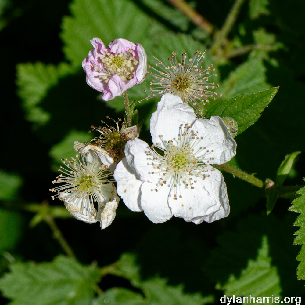 image: This is ‘flower (xxiii) 3’.