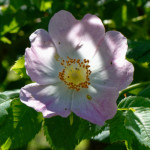 image: wild rose