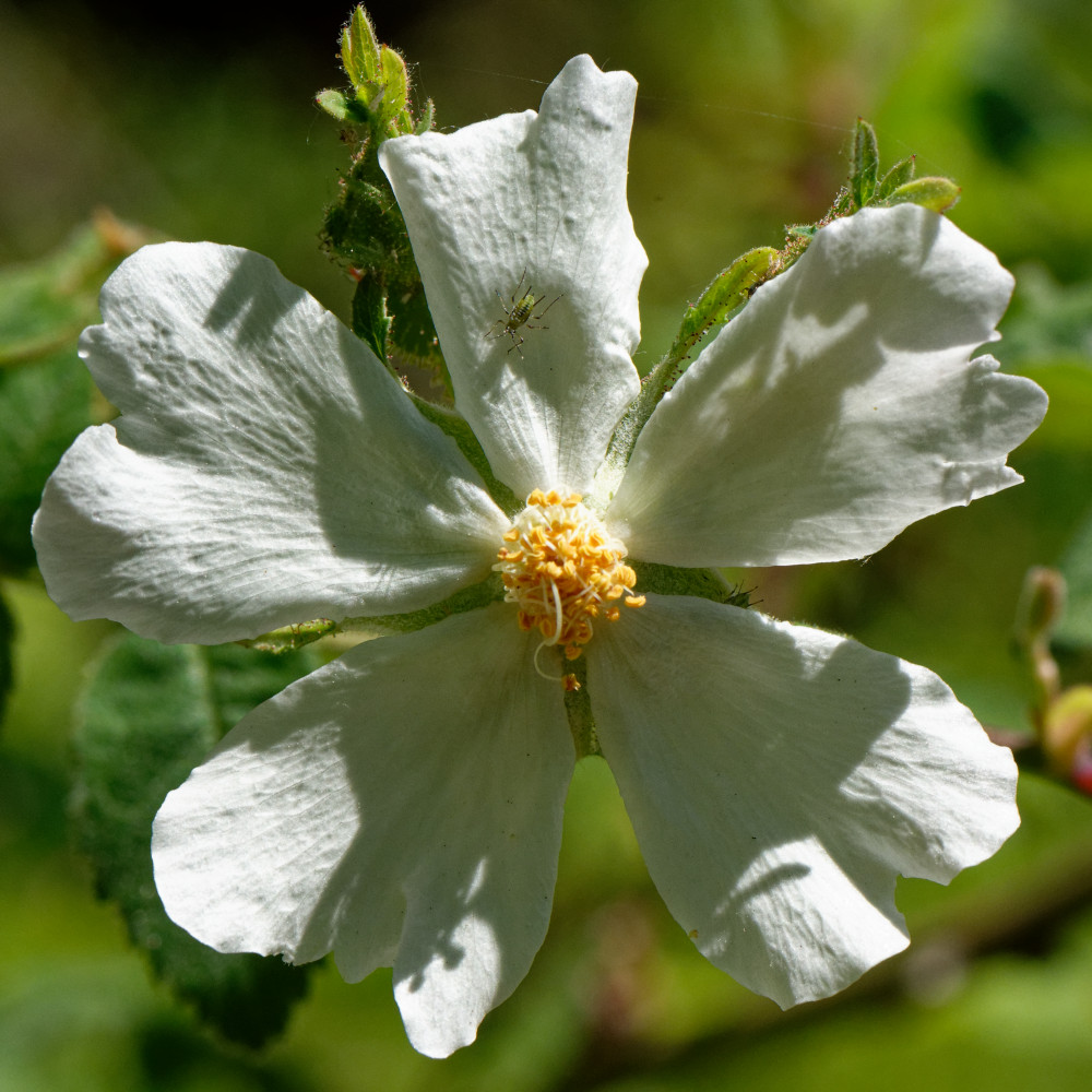 image: This is ‘flower (xxviii) 1’.