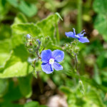 image: Image from the photoset ‘flower (xxviii)’.