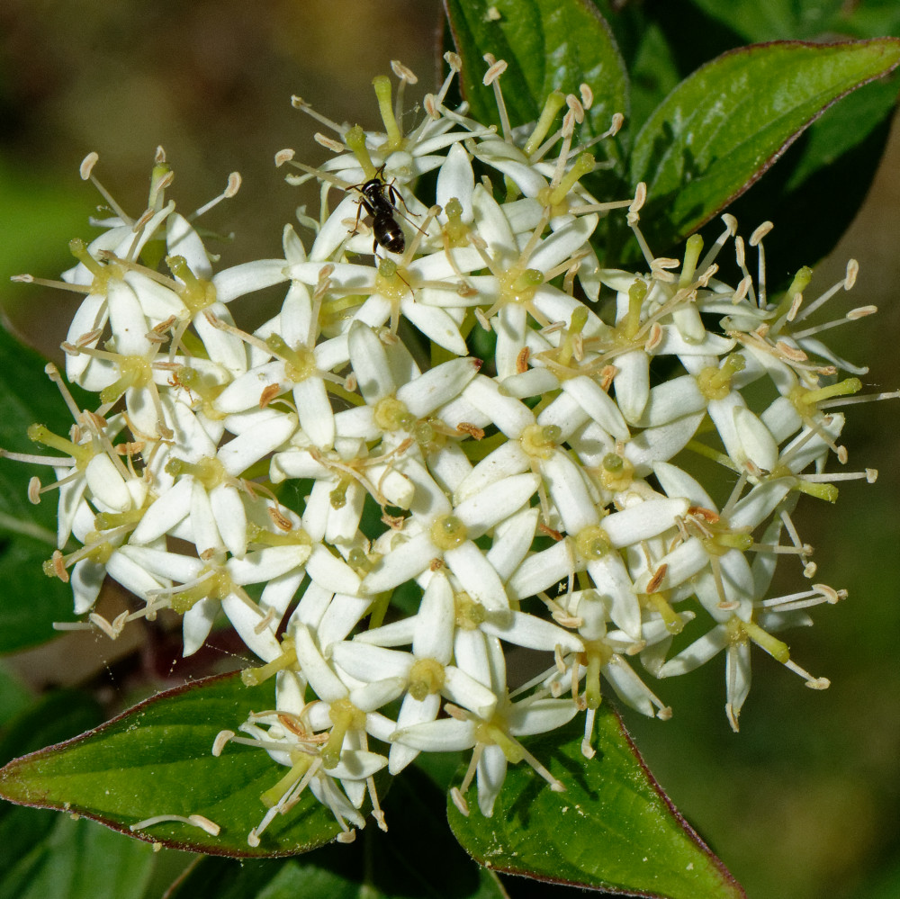 image: This is ‘flower (xxix) ’.