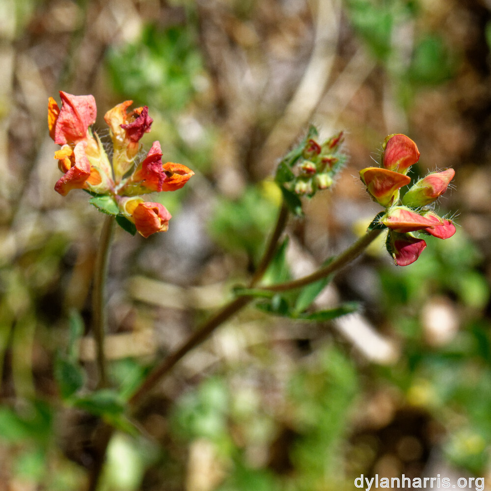 image: This is ‘flower (xxxv) 1’.