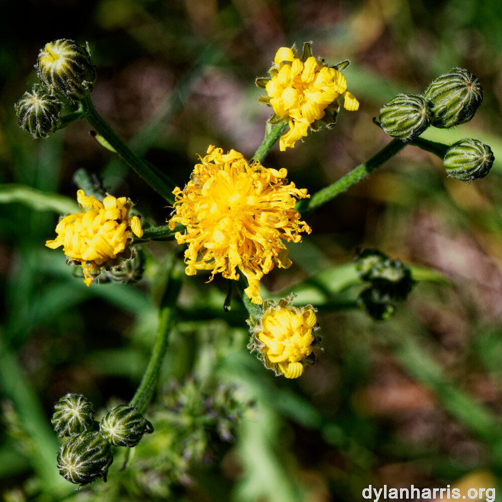 image: This is ‘flower (xxxv) ’.