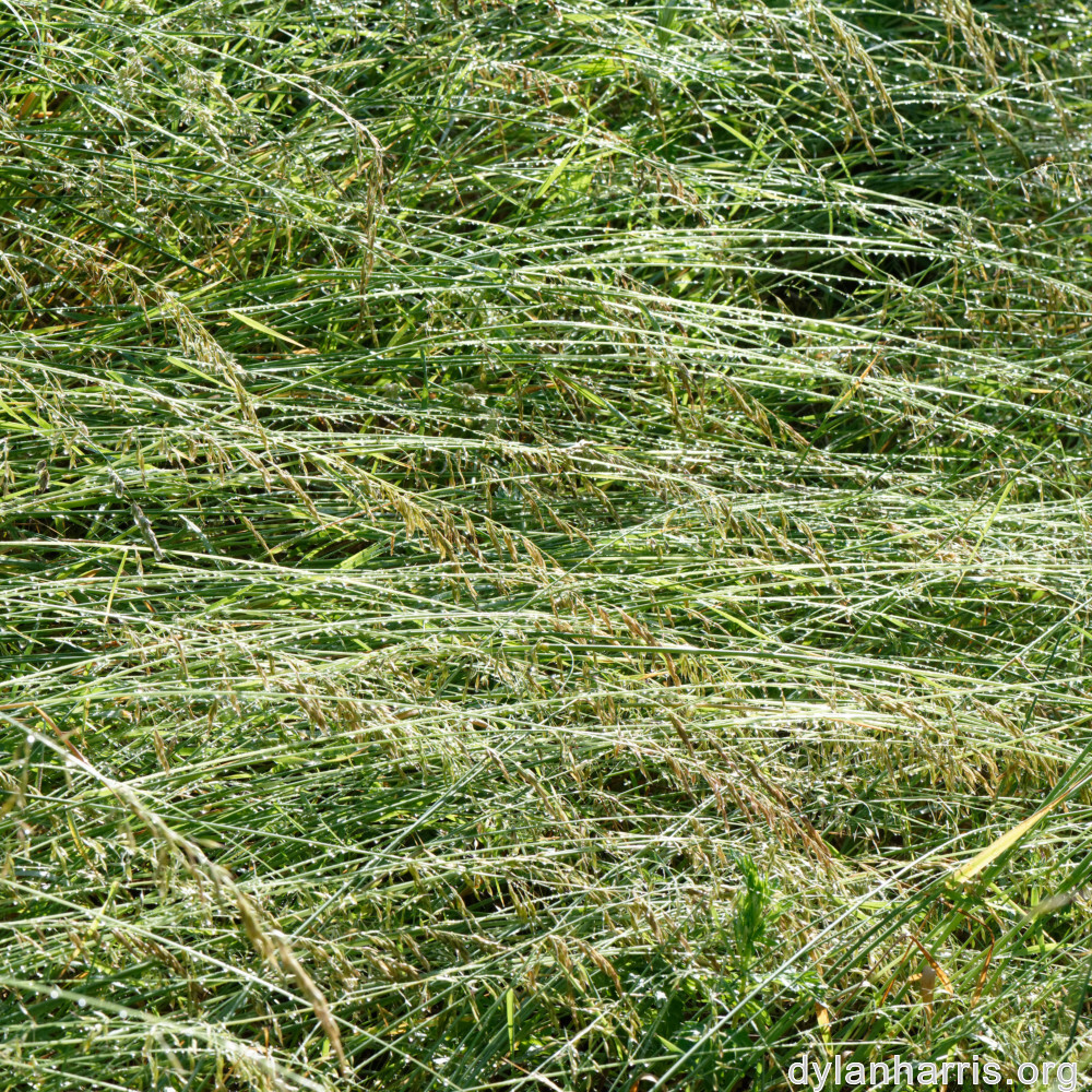 image: This is ‘flower (xxxvi) 1’.