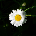 image: Image from the photoset ‘flower (xxxvi)’.