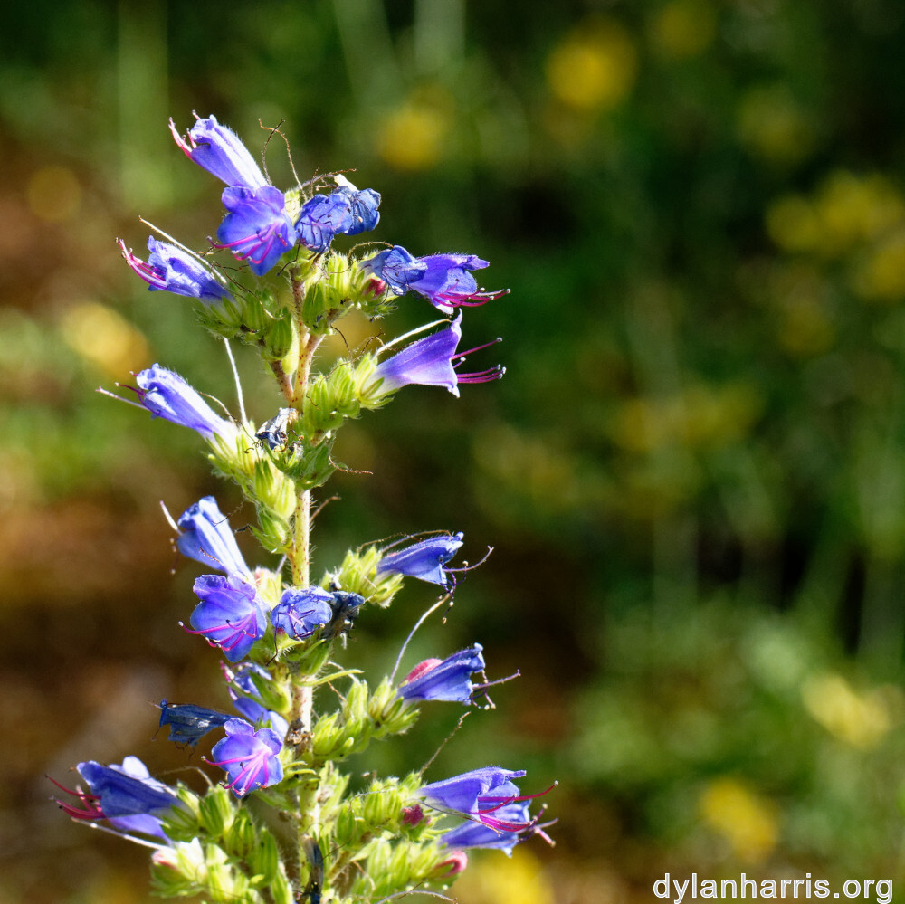 image: This is ‘flower (xlii) 1’.