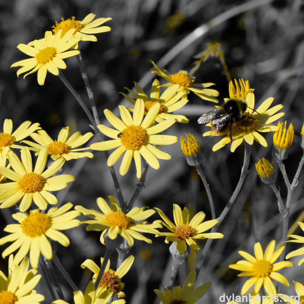 image: This is ‘flower (xlii) 2’.