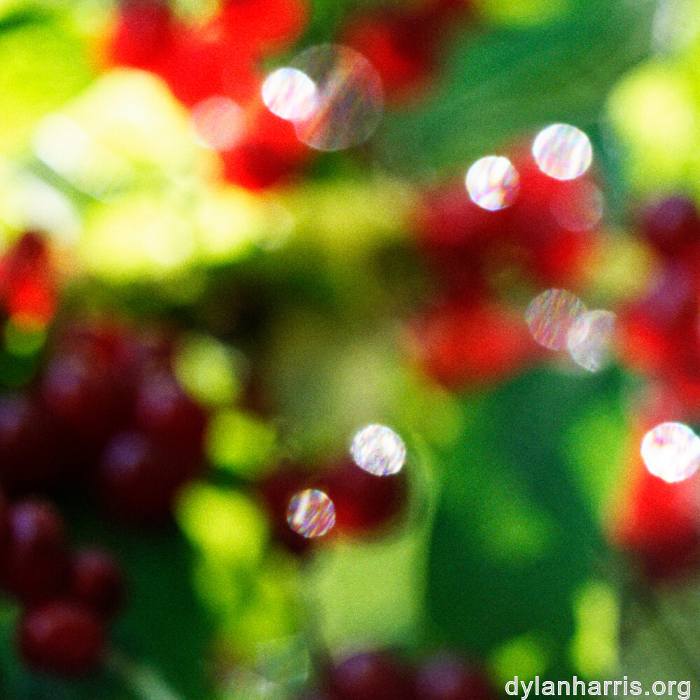 image: This is ‘flower (xlii) 3’.