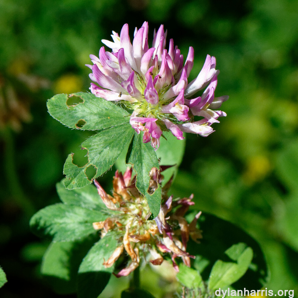 image: This is ‘flower (xlii) 6’.
