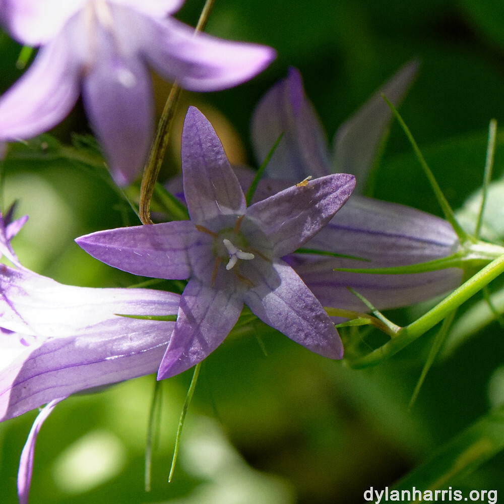 image: This is ‘flower (xlii) 9’.