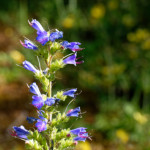 image: Image from the photoset ‘flower (xlii)’.