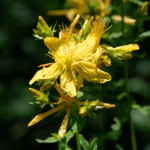 image: Image from the photoset ‘flower (xlii)’.