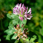 image: Image from the photoset ‘flower (xlii)’.