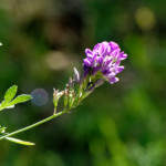 image: Image from the photoset ‘flower (xlii)’.