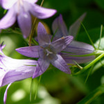 image: Image from the photoset ‘flower (xlii)’.