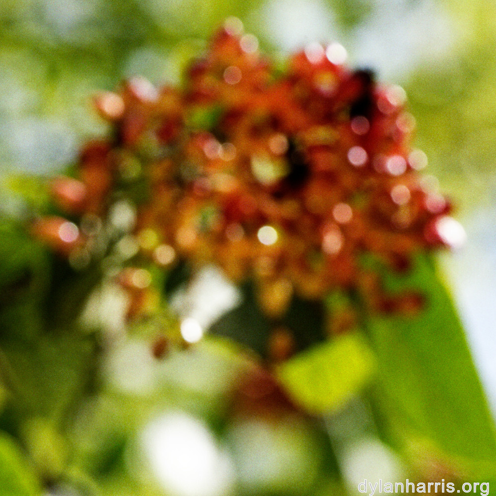 image: This is ‘fruit (i) 5’.