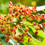 image: fruit