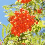 image: berries in the sun