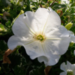 image: Image from the photoset ‘remich (i)’.