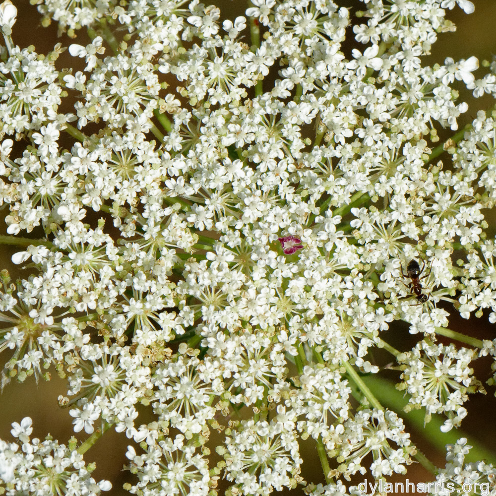 image: This is ‘rumelange 5’.