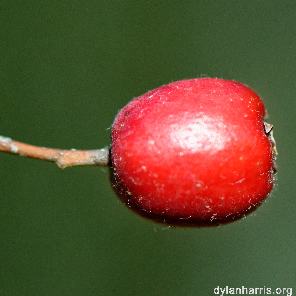 image: This is ‘rumelange 1’.