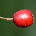 image: Image from the photoset ‘rumelange (xvi)’.