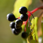 image: Image from the photoset ‘rumelange (xvi)’.