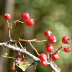 image: Image from the photoset ‘rumelange (xvi)’.