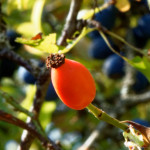 image: Image from the photoset ‘rumelange (xvi)’.