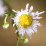 image: autumn daisy