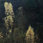 image: Image from the photoset ‘rumelange (xxv)’.