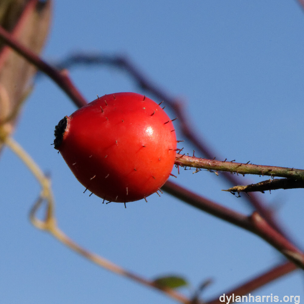 image: This is ‘terres rouges (xxi) 4’.