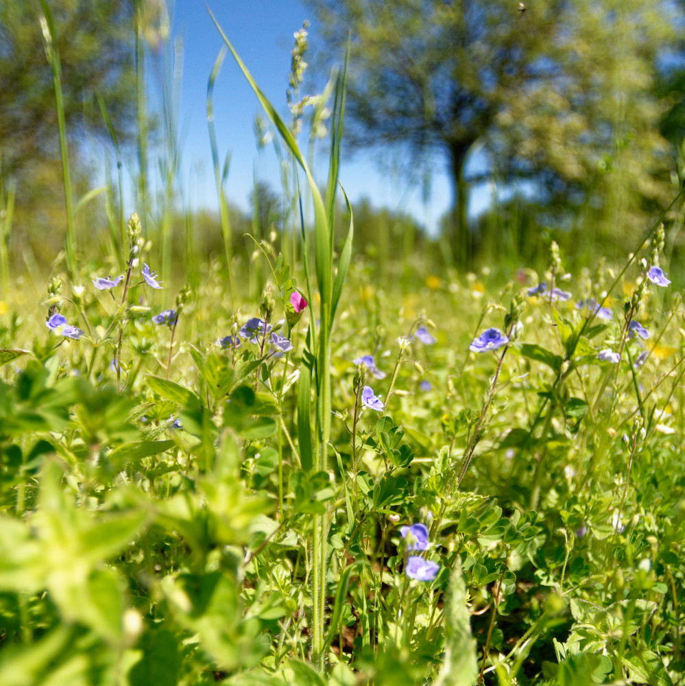 image: wildflowers