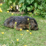 image: Image from the photoset ‘esch/uelzecht (xliv)’.