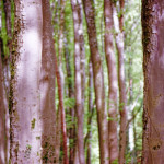 image: Image from the photoset ‘terres rouges (xxv)’.