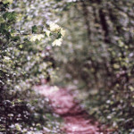 image: Image from the photoset ‘terres rouges (xxvii)’.