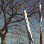 image: Image from the photoset ‘esch/uelzecht (lviii)’.