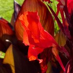 image: Image from the photoset ‘
flower (il)
’.